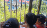 【观察记录】窗台上的小金牛