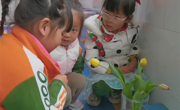 【观察记录】美丽的郁金香