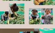 【七色花开】种植快乐  收获幸福